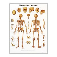 Grafico anatomico: scheletro umano
